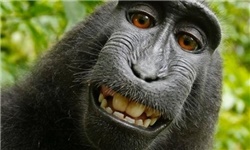 عکسی سلفی میمون بازیگوش از خودش گرفت دنیای مجازی را به هم ریخت