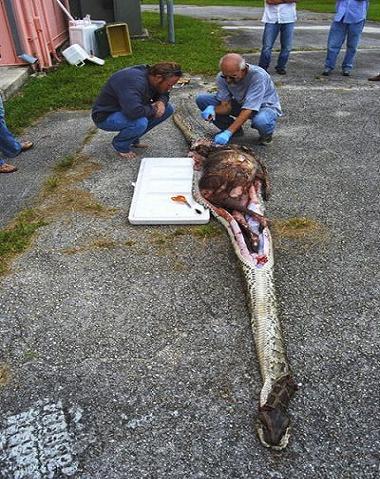 Big Snake عکس بلعیدن یک آهو توسط مار غول پیکر
