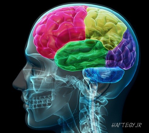 brain rect  دانستنی هایی درباره مغز انسان