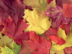 علت زرد و قرمز شدن برگ درختان در پاییز چیست؟