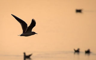 پرندگان چرا و چگونه مهاجرت میکنند؟