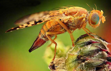 رازهای شگفت انگیز زندگی حشرات چیست؟