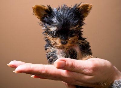 image dog 1 عکس های کوچیک ترین سگ جهان