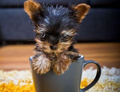 image dog 3 عکس های کوچیک ترین سگ جهان