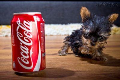 image dog 4 عکس های کوچیک ترین سگ جهان