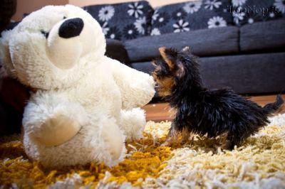 image dog 5 عکس های کوچیک ترین سگ جهان