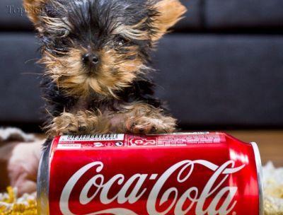 image dog 7 عکس های کوچیک ترین سگ جهان