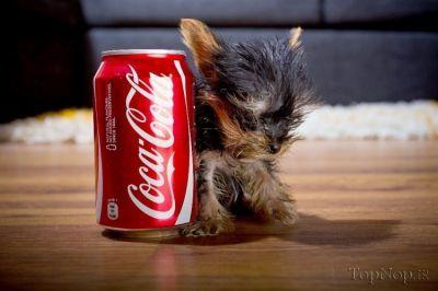 image dog عکس های کوچیک ترین سگ جهان