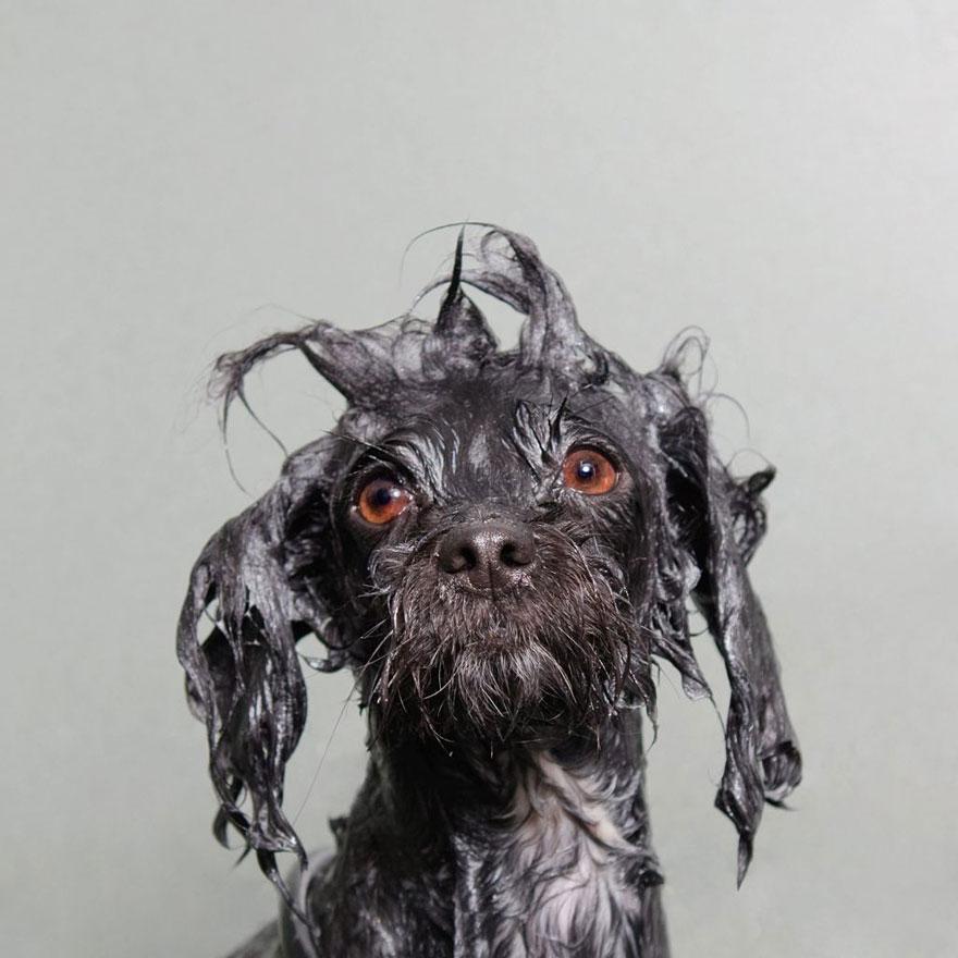 rahafun.com wet dogs striking paws sophie gamand 7 عکس قیافه سگ ها بعد از خیس شدن
