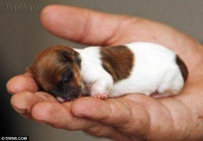 کوچکترین توله سگ دنیا 1
