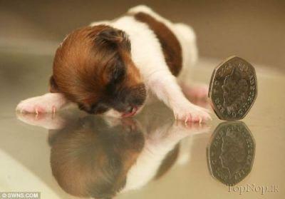 کوچکترین توله سگ دنیا 1