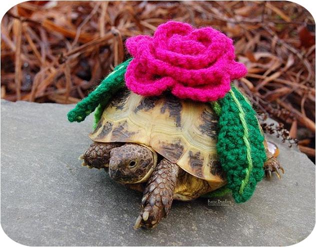 www.rahafun.com cute crochet tortoise cozy katie bradley 2 لاک پشت به این خوشگلی دیده بودی ؟