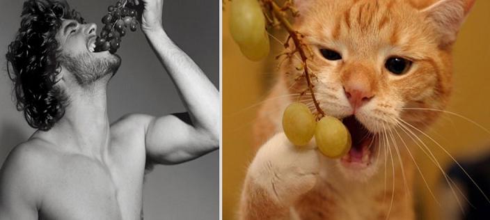 عکس های جالب تشابه پسرها و گربه ها 1